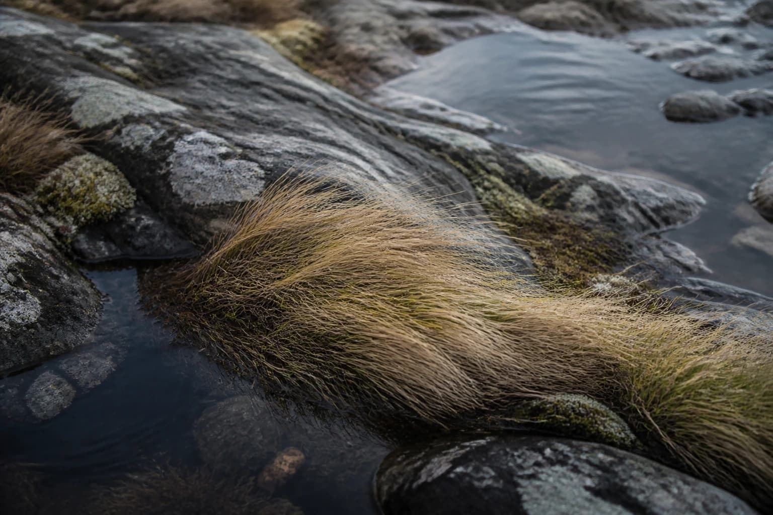 Coastal grass and rock beside dark water